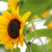 Sunflower 5 by mittens