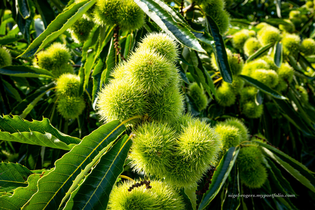 Chestnuts on the Tree by nigelrogers