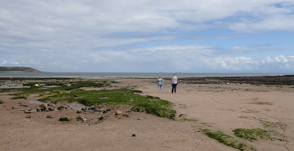 walking to the sea 5-7 Port-Eynon by speedwell
