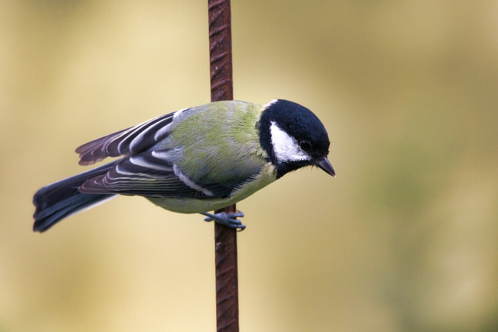 Another shot of the great tit by okvalle