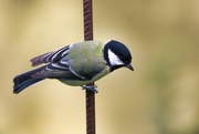 3rd Sep 2023 - Another shot of the great tit