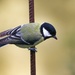 Another shot of the great tit