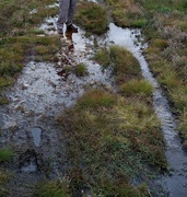 5th Sep 2023 - Mud,mud, glorious mud.........