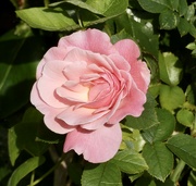 5th Sep 2023 - A rose