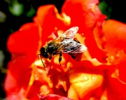 2nd Sep 2023 - Pčela