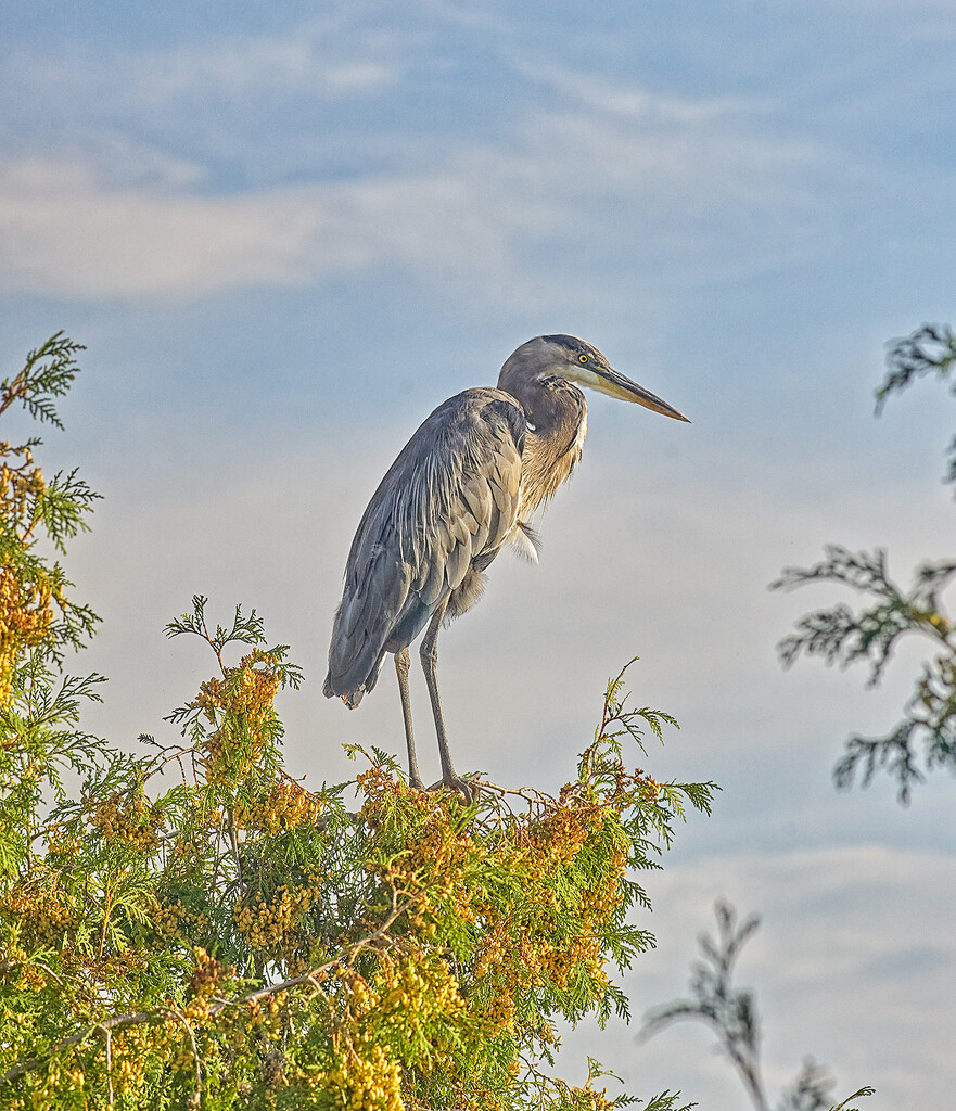 There are Herons in the Trees by gardencat