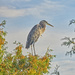 There are Herons in the Trees by gardencat