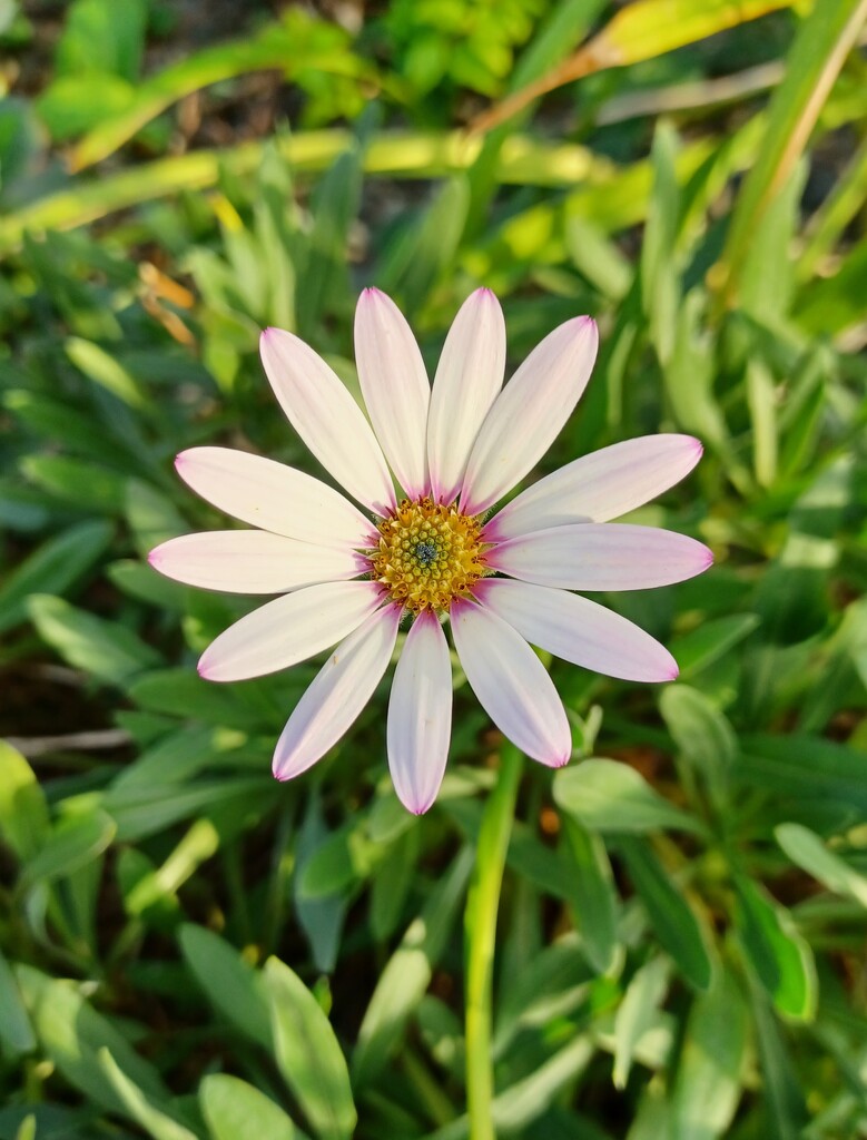 African daisy by busylady