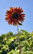 5th Sep 2023 - Red Sunflower