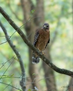 4th Sep 2023 - LHG_8468Red-shoulder Hawk at spyglass Island