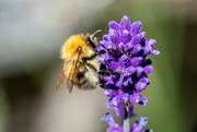 5th Sep 2023 - Lavender Bee