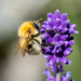 Lavender Bee by carole_sandford