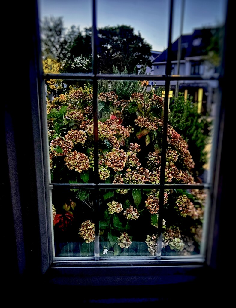 Outside My Window (5) by rensala