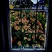Outside My Window (5) by rensala