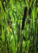 4th Sep 2023 - Backlit bulrush 