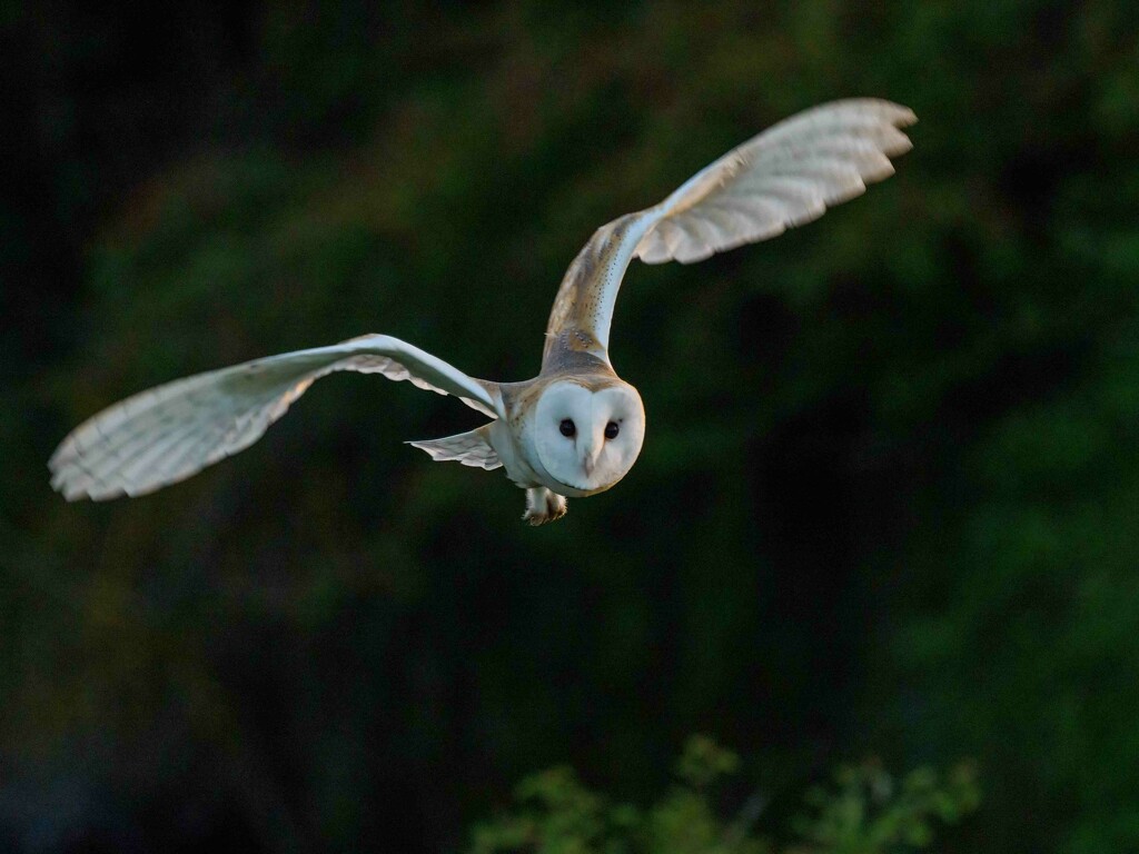 Barn Owl Screen Filler. by padlock