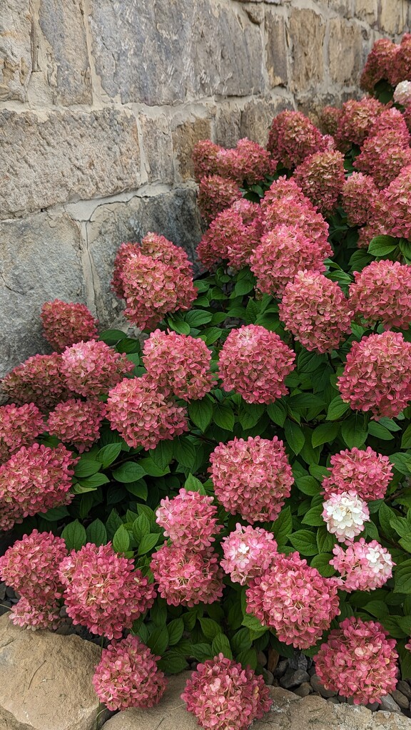 Pink Hydrangeas  by julie