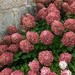 Pink Hydrangeas  by julie