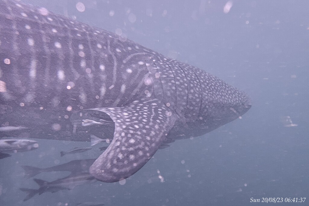 Whale shark by wh2021