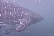 6th Sep 2023 - Whale shark