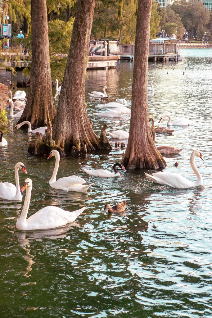 Swans by the cypress trees by frodob