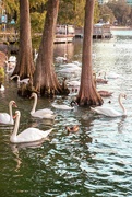 6th Sep 2023 - Swans by the cypress trees
