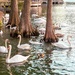 Swans by the cypress trees