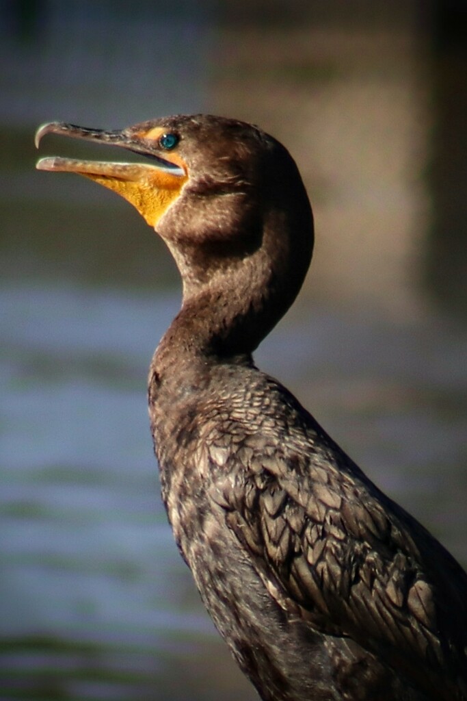 Cormorant on a Hot Day by princessicajessica