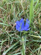 5th Sep 2023 - Blue Flower 