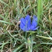 Blue Flower  by spanishliz