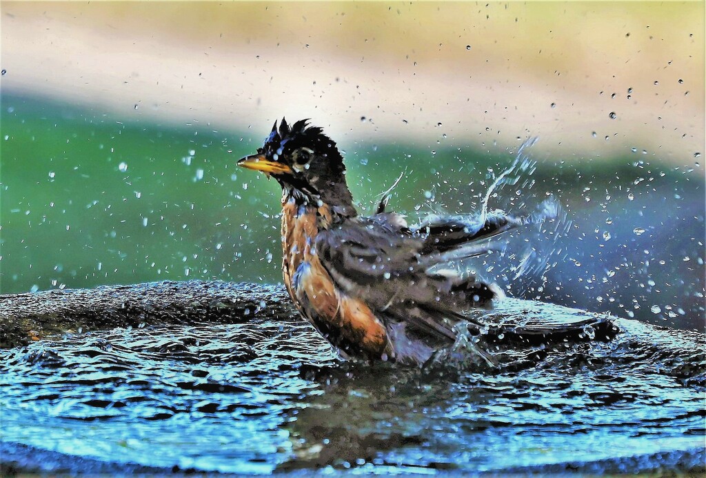 Splashing Water Everywhere by lynnz
