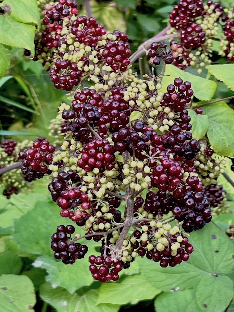 American Spikenard by sunnygreenwood