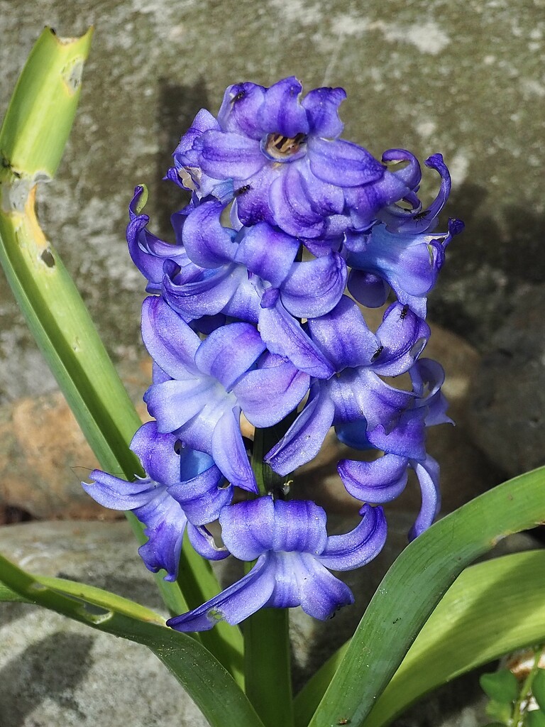Hyacinth flower by Dawn
