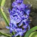 Hyacinth flower by Dawn