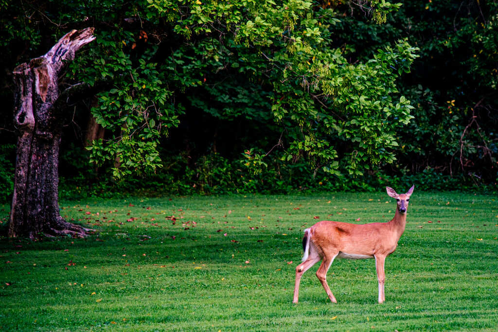 Bambi descendant strikes a pose by ggshearron
