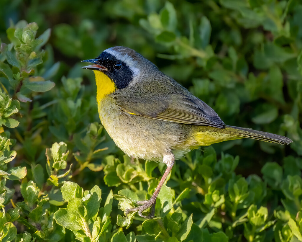 Common Yellowthroat by nicoleweg