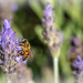 So many bees around by ludwigsdiana