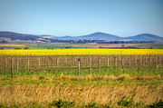 6th Sep 2023 - The only patch of Canola I will see this year