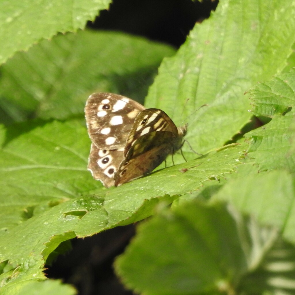 Specled Wood by oldjosh