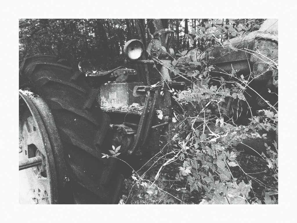 overgrown tractor by dreary