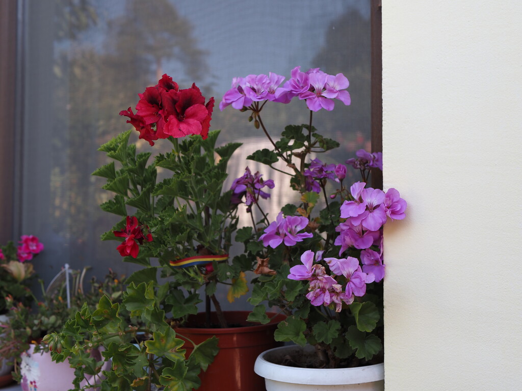 geraniums by monikozi