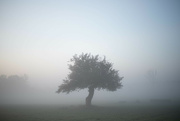 5th Sep 2023 - Tree in mist (sooc)