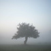Tree in mist (sooc) by darchibald