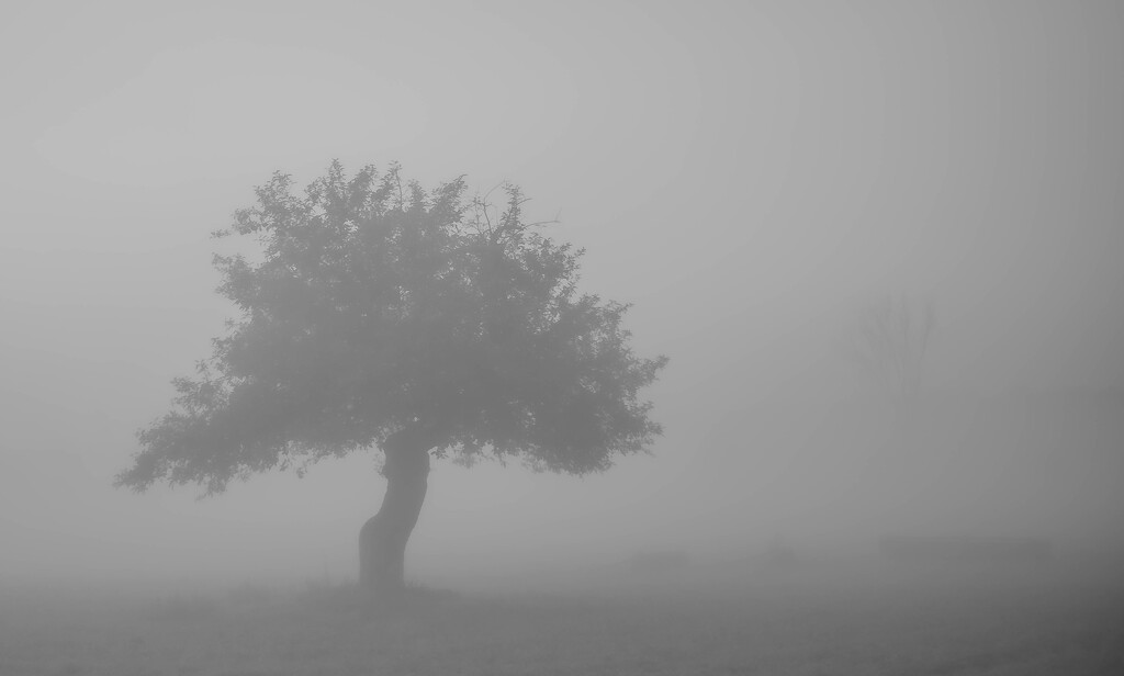 Tree in mist-2 by darchibald