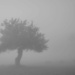 Tree in mist-2 by darchibald