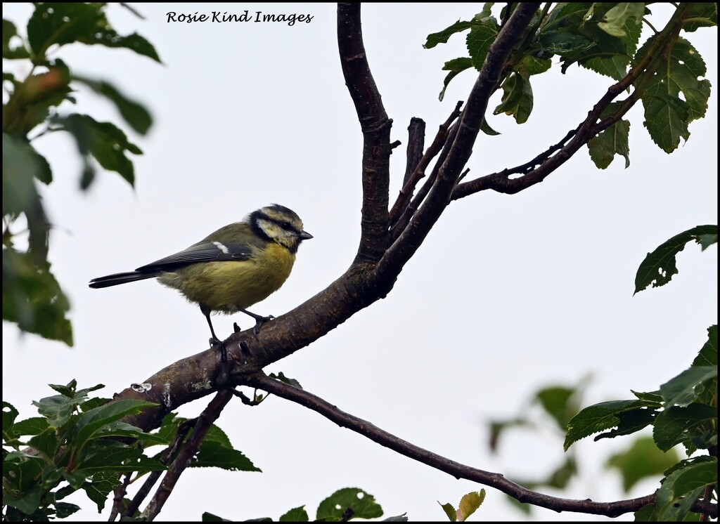 A nice pose from a blue tit by rosiekind