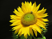 6th Sep 2023 - Sunny Sunflower