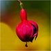 Fuchsia Bell by clifford