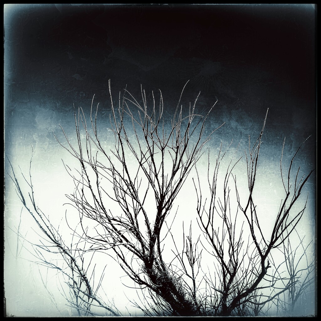 Dramatic Dead tree by aq21