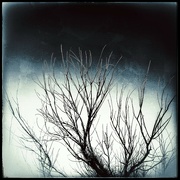 6th Sep 2023 - Dramatic Dead tree